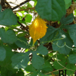 Cerasse Tea Medicinal