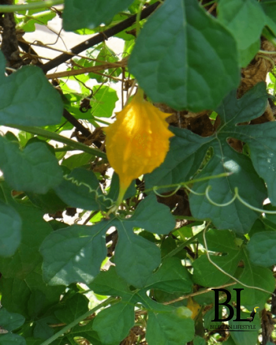 Cerasse Tea Medicinal