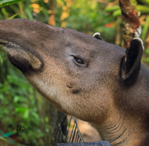 The Belize Zoo is one of the country’s most beloved wildlife attractions, offering visitors the chance to see native animals in naturalistic habitats surrounded by tropical forest.