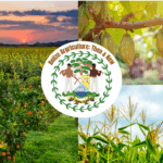Today’s Agriculture in Belize Agriculture continues to be one of the main pillars of Belize’s economy, alongside tourism and services. It plays a vital role in food security, provides employment—especially in rural areas—and significantly contributes to national exports.