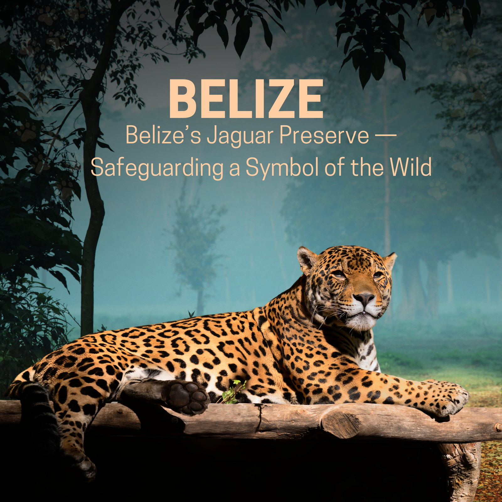 Belize’s Jaguar Preserve — Safeguarding a Symbol of the Wild