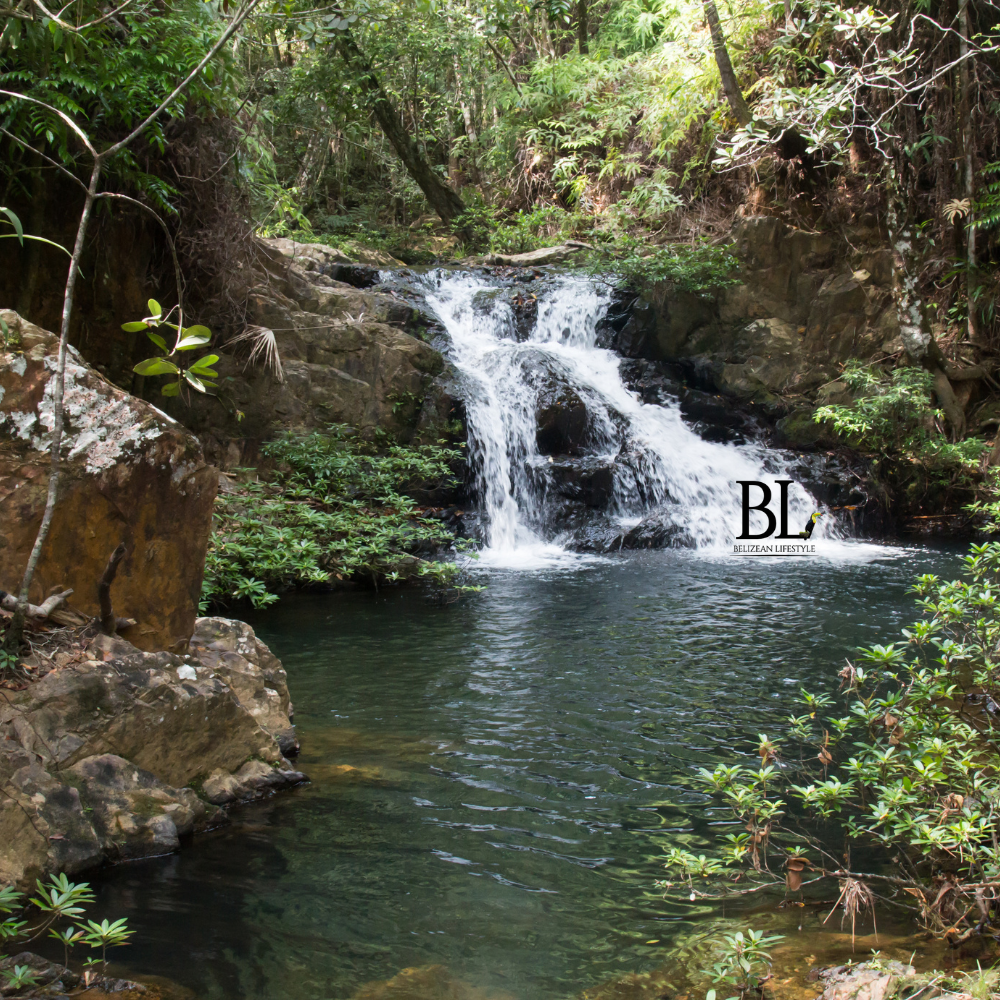 Step into the wild heart of Belize, where lush rainforests are home to monkeys, jaguars, colorful birds, and countless tropical species.