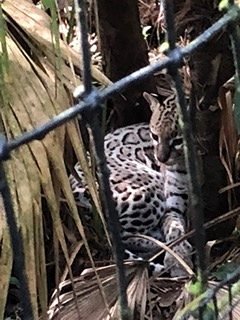 Discover Belize’s magnificent wild cats, including jaguars, pumas, ocelots, margays, and jaguarundis that roam the country’s forests.