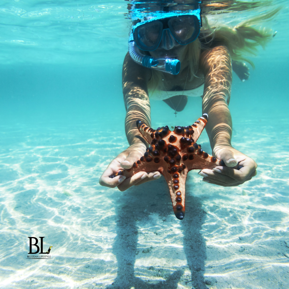 Dive into the clear Caribbean waters of Belize and discover an incredible underwater world filled with colorful coral reefs, tropical fish, rays, turtles, and other marine life.