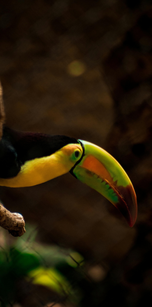 Meet one of Belize’s most iconic birds—the colorful toucan, a beautiful symbol of the country’s tropical forests.