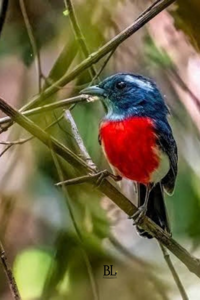 Corozal birdwatching Belizean Lifestylel