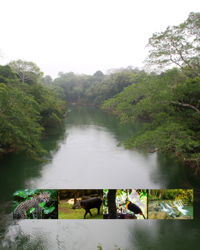 Belizean Lifestyle Jungle Life