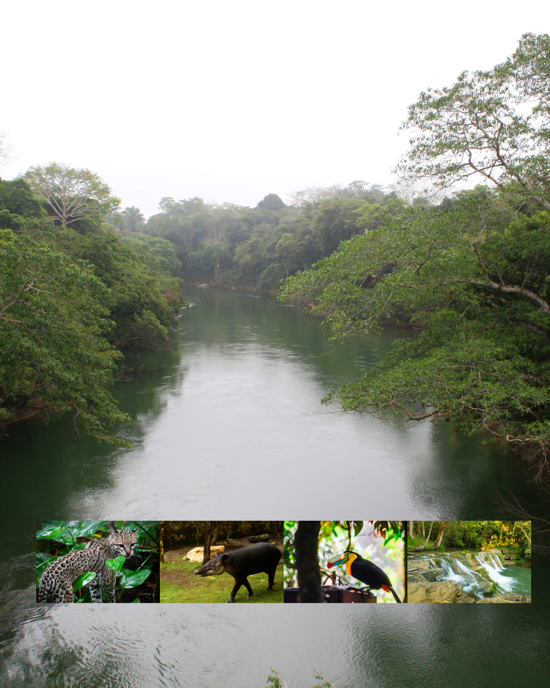 Belizean Lifestyle Jungle Life