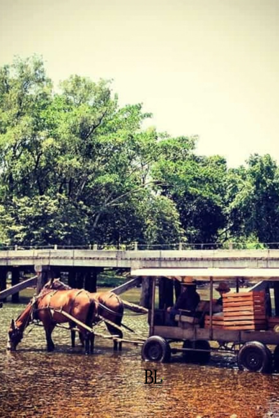 traditional villages, Spanish Lookout has a distinctly rural, agricultural character, with well-maintained roads, expansive farmland, modern farm equipment, and neatly kept properties. As you travel through the area, you will see fields of crops,
