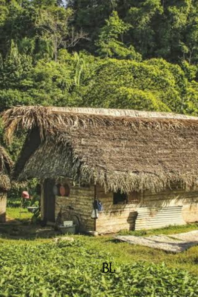explore the Paynes Creek National Park and surrounding rainforest.